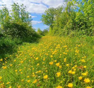 Sentier du Marais de Baude, par Tapecul - Montreuil - 4