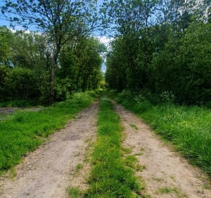 Sentier du Marais de Baude, par Tapecul - Montreuil - 5