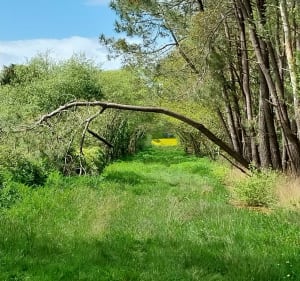 Férel, Herbignac, Férel - Férel - 4