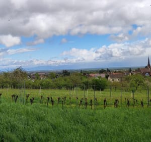 Vignoble d'Ollwiller depuis Wuenheim - Wuenheim - 3