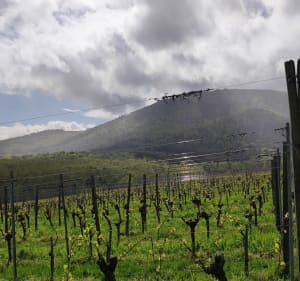 Vignoble d'Ollwiller depuis Wuenheim - Wuenheim - 4