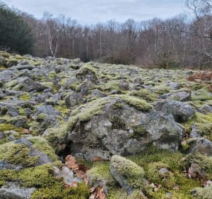 La mer de pierre et le Bois de Chaleutre - Collonge-en-Charollais - 3