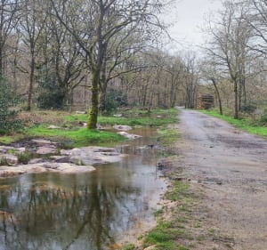 Promenade familiale forêt de Turpin - Fontenay-lès-Briis - 3