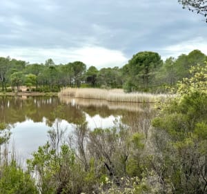 Circuit du lac des Requins - Roquebrune-sur-Argens - 4
