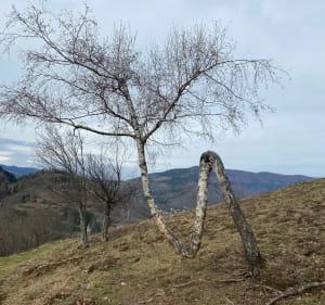 Sentier des poètes à Mitzach - Mitzach - 3