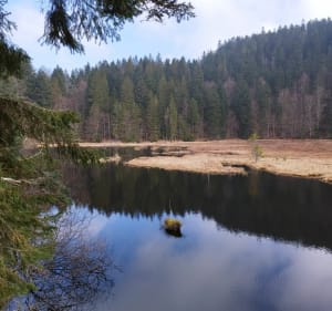 La Bresse - Tour du lac de Lispach - La Bresse - 3