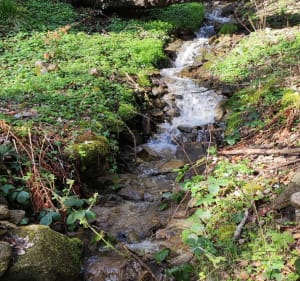 Forêt de Goldbach et chapelle Sudel - Goldbach-Altenbach - 3