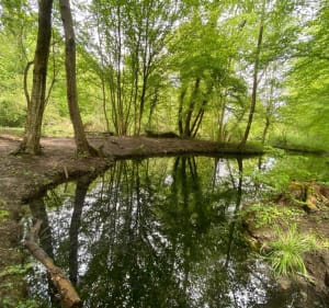 Promenade dans la forêt de Hipsheim - Hipsheim - 4