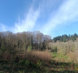 Au coeur de la forêt d Eu - Saint-Pierre-en-Val - 5