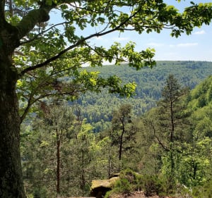 Boucle de l'étang de Ramsthal au bois des Chênes - Saverne - 4