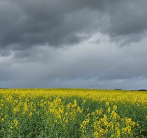 Autour de Coulommiers, par Bois Louis - Coulommiers - 3