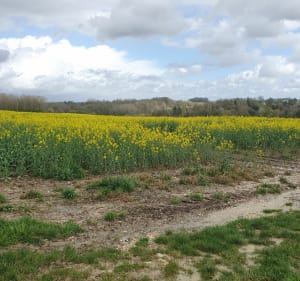 Autour de Coulommiers, par Bois Louis - Coulommiers - 4