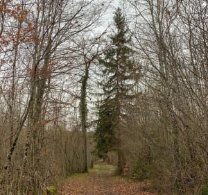 Balade dans les bois de Vouécourt - Vouécourt - 4