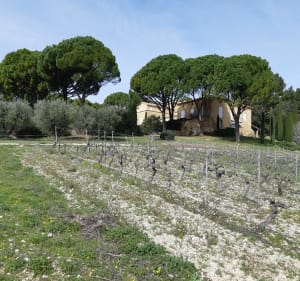 Vignes et forêt méditerranéenne versant sud du petit Luberon - Puget - 3