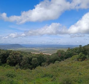 Boucle Montarnéenne entre bois et garrigues - Montarnaud - 4