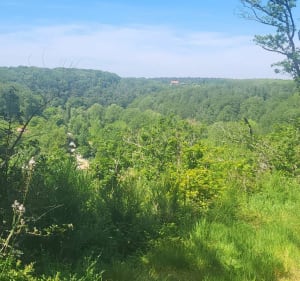 Balade dans la forêt de Mervent - Pissotte - 5