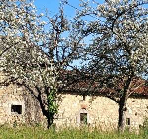 Balade en Bois de Château Reynaud - Augignac - 3