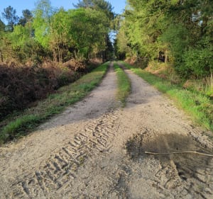 Balade le long des pins depuis Langonbrac'h - Landaul - 5