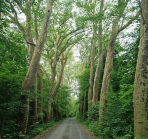 Balade à Estouy - Estouy - 5