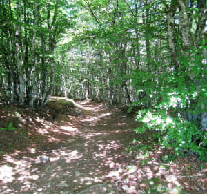 Col des Supeyres om de Jasseries te ontdekken - Valcivières - 4