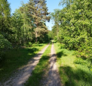 Entre Gries et Weitbruch, champs, forêt et animaux - Gries - 3