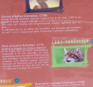 Van Lioran naar Thiézac via Griou - Laveissière - 5