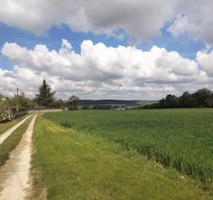 Randonnée au départ d'Ingrandes - Ingrandes - 5