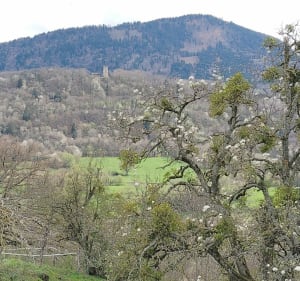Bons-en-Chablais et le lac de Machilly - Bons-en-Chablais - 3