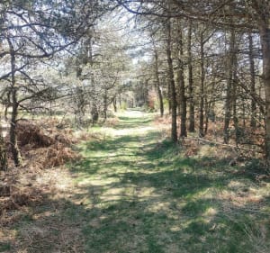 Lacaune et Roc des Écus - Lacaune - 4