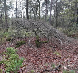 Boucle en forêt de Verzy - Verzy - 5