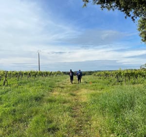 De Folle Blanche-wandeling - Cherves-Richemont - 3