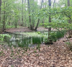Entre rochers et nature à la Canche aux Merciers - Noisy-sur-École - 5
