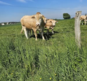 Balade dans la campagne de Thiergeville - Valmont - 4