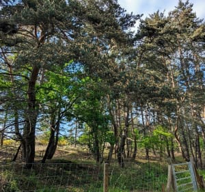 Découverte des dunes des Girauds-Faures depuis Orléat - Orléat - 4