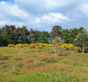 Découverte des dunes des Girauds-Faures depuis Orléat - Orléat - 3