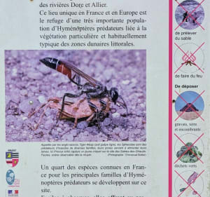 Découverte des dunes des Girauds-Faures depuis Orléat - Orléat - 5