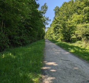 Balade forestière de Bussy à l'Etang d'Armainvilliers - Bussy-Saint-Georges - 3