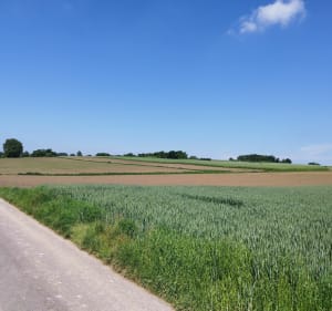 Circuit Gries - Weitbruch - Kurtzenhouse -Gries - Gries - 3