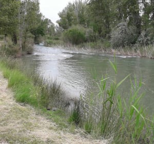 Llano de Blay Pedralba - Pedralba - 5
