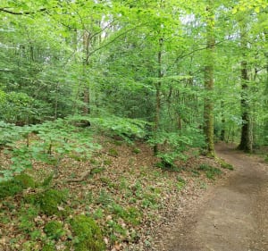 Tour du bois de Caurel - Caurel - 5
