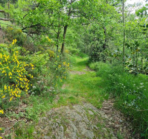 Malmont, la pierre au sanglier - Saint-Just-Malmont - 3