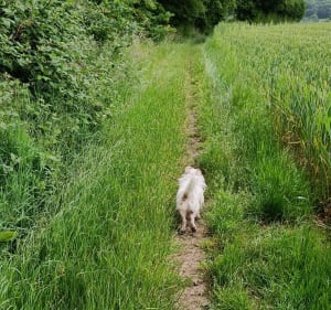 Boucle entre Firfol, Moyaux et  Ouilly du Houley - Ouilly-du-Houley - 4