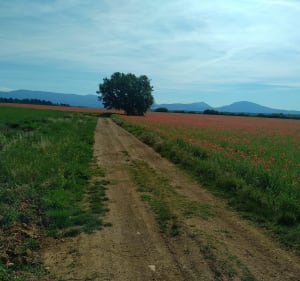 Riez Valensole Riez en vtc - Riez - 5