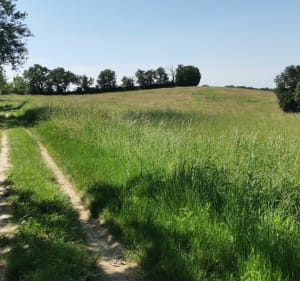 Balade dans la campagne et les bois depuis Pechbusque - Pechbusque - 4