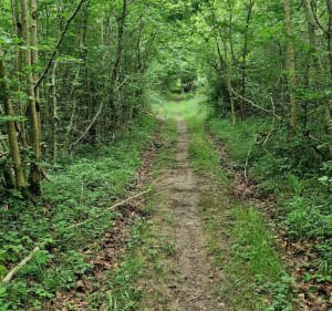 Circuit autour de Lahaymeix et Vent des Forêts - Lahaymeix - 5