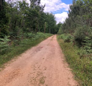 Boucle au Sud du Moun - Mont-de-Marsan - 3
