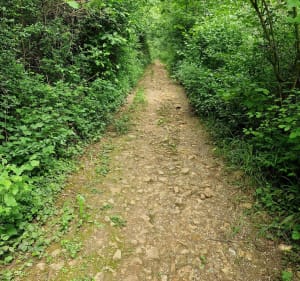 Découverte de Marcy entre vignes et bois - Marcy - 4