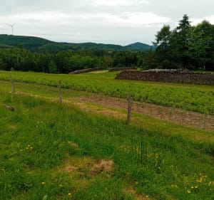 Vers la route de Belfays - Saint-Stail - 3