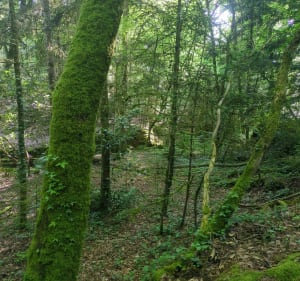 Balade autour de Talensac, par Bransahier - NICOLAS - 5