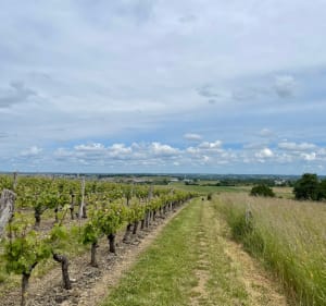 Entre La Pommeraye et Montjean, en passant par la Loire - Mauges-sur-Loire - 3